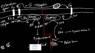 Receptors Made Simple Adrenergic Cholinergic and G Protein Basics [upl. by Goldsmith]