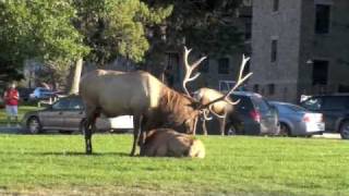 Live from the Yellowstone Elk Rut 2009 [upl. by Yelsiap]