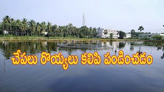 Fish Prawn Mixed Farming  Polyculture Fish Farming Telugu  AgriTech Telugu [upl. by Corbet]