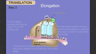 Protein Synthesis Stage 2 Translation [upl. by Atived382]