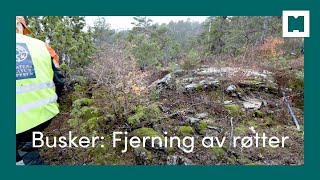 Busker Fjerning av røtter [upl. by Temhem225]