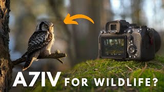 A7IV for Wildlife Photography  Is it worth it [upl. by Vardon]