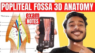 Popliteal Fossa Anatomy 3D  anatomy of popliteal fossa  popliteal fossa contents anatomy [upl. by Bringhurst]