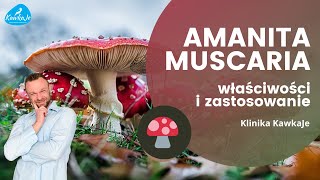 MUCHOMOR CZERWONY Amanita Muscaria  właściwości i zastosowanie Andrzej Kawka KawkaJe [upl. by Deni]