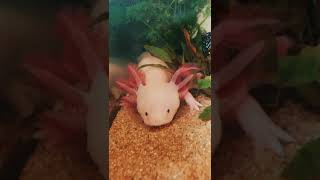 Axolotls and regeneration youtubeshorts axolotl aquarium aquascape amphibian albino animals [upl. by Ynned]