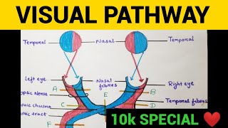 Visual Pathway  Anopia amp Hemianopia  Entry No 12 10k Special Competition [upl. by Sackville]