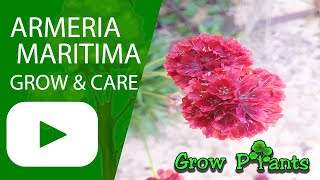 Armeria maritima – grow amp care Beautiful Sea thrift flowers [upl. by Winnick]