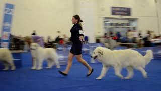 World Dog Show 2024  Trudy Rodnetali Pyrenean mountain dog  Great Pyrenees [upl. by Manson]