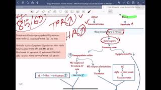 Hypovolemic patient কে যদি Norepinephrine দেই তাহলে HR কি শুধু বাড়তেই থাকবে [upl. by Meneau958]