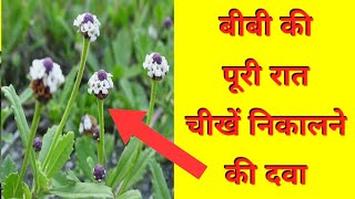 जल पीपली के चमत्कारी औषधीय गुण। jal pipli plant health benefit in Hindijal pipli ke fayde [upl. by Haneeja439]