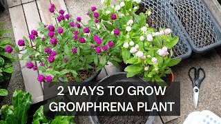 GROWING GOMPHRENA  GLOBE AMARANTH  Two ways to start your plant [upl. by Sikleb]