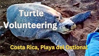 Playa Ostional Costa Rica Turtle Volunteering Arribada and turtle watching [upl. by Marianna]