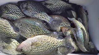 Easy Way To Catch Crappie For Dinner [upl. by Aetnahc]