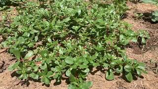 PURSLANE AND ITS BENEFITS [upl. by Aehr]