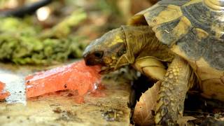 tortue dhermann en corse dans un jardin [upl. by Ecyob497]