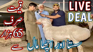 bakra mandi pakistan  bakra mandi pakistan official  bakra mandi 2024 [upl. by Nylrak]