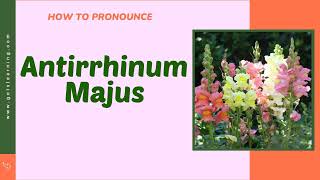 How to Say Antirrhinum Majus Snapdragon In British English [upl. by Eidob657]