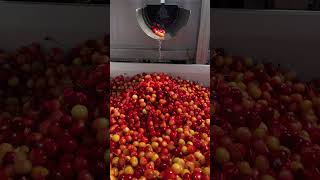 Fresh Rainier Cherries Becoming a Chukar Cherry [upl. by Talbot]