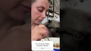 Гром и тушеные овощи кеесхонд keeshond dog шпиц funnyshorts громкеесхонд [upl. by Bratton580]