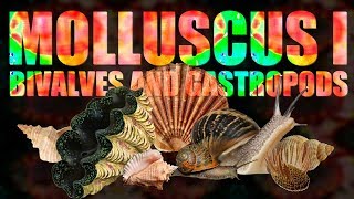 Mollusca I  Bivalves and Gastropods [upl. by Anemolif271]