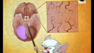 Pinky and the Brain  HersenstamBrainstem Dutch [upl. by Vyse47]