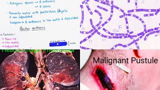 Bacillus anthracis features  historical importance  virulence factor  pathogenesis  symptoms [upl. by Akinimod437]