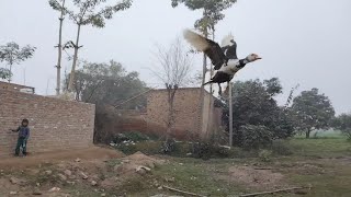 Muscovy ducks Flying  How to fly Muscovy duck [upl. by Bowra]