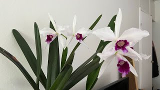 Cattleya purpurata  according to label graciata x concolor 1st blooming [upl. by Seroled999]