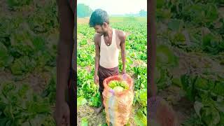 vegetables cabbage पत्तागोभी की खेती shortforming video [upl. by Anaeerb622]