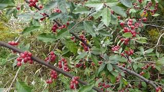 Autumn Olive Berry Identification [upl. by Irahcaz641]