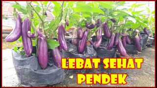 CARA MENANAM DAN MERAWAT TERONG DI POLIBAG AGAR BERBUAH LEBAT  HOW TO PLANT EGGPLANT AT HOME [upl. by Nahtanha]