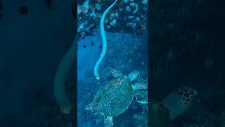 Yongala Dive Turtle and Sea Snake diving biganimals animals turtle snake yongala dive [upl. by Yenar]