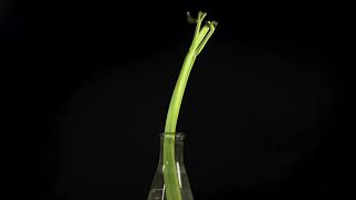 Celery Water Uptake and Loss Timelapse [upl. by Slade]