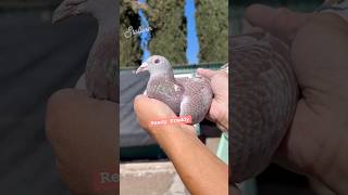 Red vernazza hen paloma pigeon racingpipigeons bird pigeonbird tauben homingpigeons fyp [upl. by Leira]