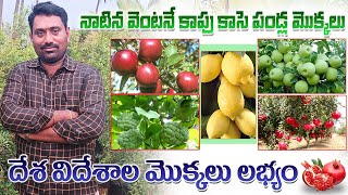 త్వరగా కాపుకు వచ్చే అన్ని రకాల పండ్ల మొక్కలు  All Season Fruit Plants Available  AgriTech Telugu [upl. by Nylahs177]