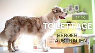 TOILETTER son Berger australien  TUTO Débutant [upl. by Steffy940]