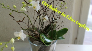 DIY Orchidee im Glas simpel amp einfach eintopfen [upl. by Lodi381]