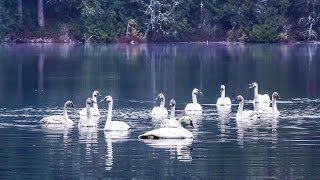 The REAL Swan Lake Trumpeter Swans by the Hundreds Taking Flight HD [upl. by Aldous743]