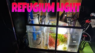 How to setup a SUMP Refugium NEW LIGHT [upl. by Tinor]