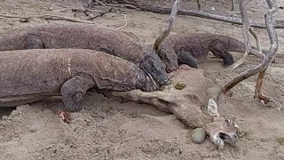 《New》Komodo dragon feed on deer part 2 [upl. by Oile]