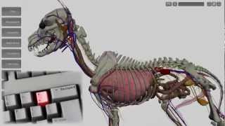 Anatomia Canina 3D 11 [upl. by Anaoy]