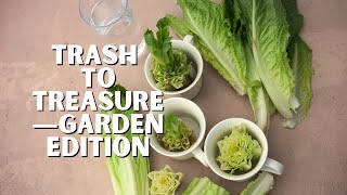 How to Easily Regrow Grocery Store Romain Lettuce at Home in Just a Few Days [upl. by Enneirdna]