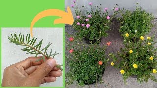 How to Grow Moss Rose Portulaca and Purslane from Cuttings [upl. by Einneg122]