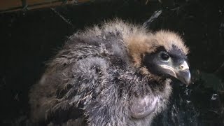 Striated Caracara chick Paradise Park Cornwall [upl. by Attenna340]