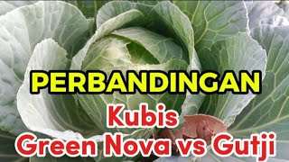 PERBANDINGAN KUBIS GREEN NOVA DENGAN KUBIS GUTJI [upl. by Aliehs419]