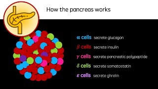 How the pancreas works [upl. by Sheply]