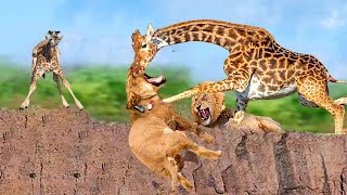 Great Giraffe Fought Fiercely To Defeat The Aggressive Lions To Rescue His Child From The Killing [upl. by Irbmac]