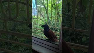 Greater coucal birdshortbirdsbirdslovernaturewildlifezooforestpets [upl. by Verena938]