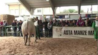 XXV th Marchigiana National HerdBook Show 2009 ANABIC [upl. by Faulkner]