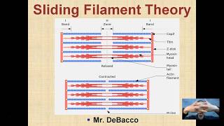 Sliding Filament Theory [upl. by Ahsieyt781]